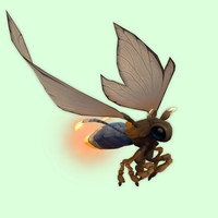 Orange Candlefly w/ Feathery Antennae